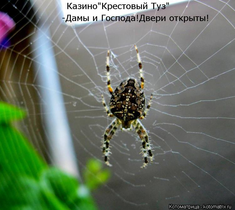 Котоматрица: Казино"Крестовый Туз" -Дамы и Господа!Двери открыты!