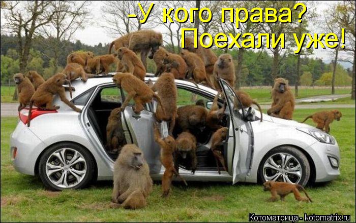 -У кого права? Поехали уже!... Котоматрица: -У кого права? Поехали уже!
