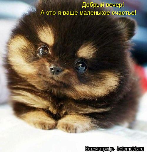 Добрый вечер! А это я-ваше маленькое счастье!... Котоматрица: Добрый вечер! А это я-ваше маленькое счастье!