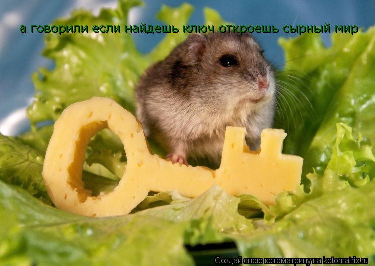 Котоматрица: а говорили если найдешь ключ откроешь сырный мир а говорили если найдешь ключ откроешь сырный мир