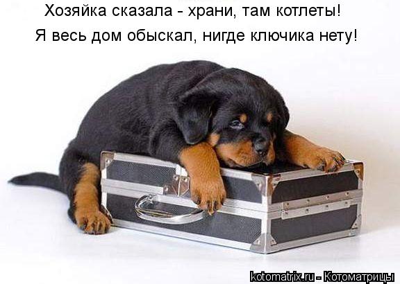 Хозяйка сказала - храни, там котлеты! Я весь дом обыскал, нигде ключика нету!... Котоматрица: Хозяйка сказала - храни, там котлеты! Я весь дом обыскал, нигде ключика нету!