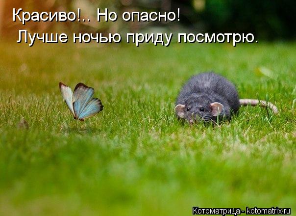 Красиво!.. Но опасно! Лучше ночью приду посмотрю.... Котоматрица: Красиво!.. Но опасно! Лучше ночью приду посмотрю.