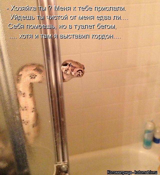 Котоматрица: - Хозяйка ты ? Меня к тебе прислали. Уйдешь ты чистой от меня едва ли.... Себя помоешь, но в туалет бегом, .... хотя и там я выставил кордон....