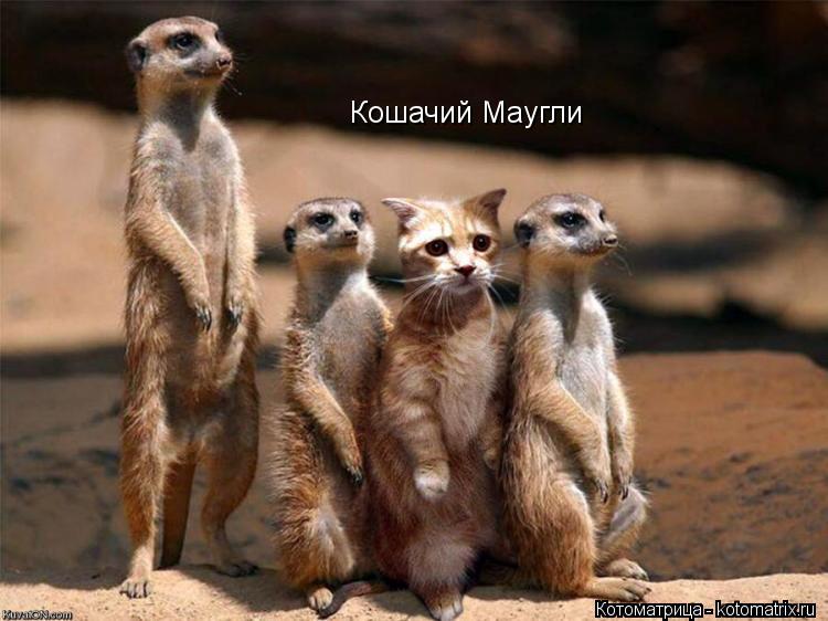 Котоматрица: Кошачий Маугли