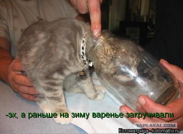 Котоматрица: -эх, а раньше на зиму варенье закручивали