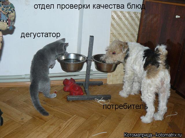 Котоматрица: дегустатор потребитель отдел проверки качества блюд