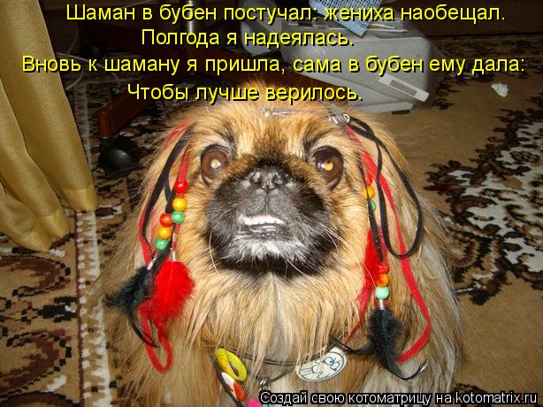 Котоматрица: Шаман в бубен постучал: жениха наобещал. Полгода я надеялась. Вновь к шаману я пришла, сама в бубен ему дала: Чтобы лучше верилось.