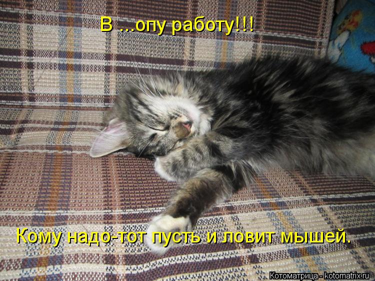Котоматрица: Кому надо-тот пусть и ловит мышей. В ...опу работу!!!