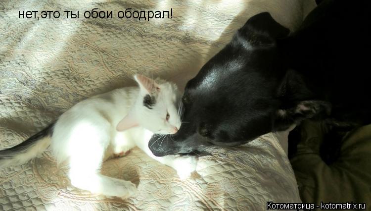 Котоматрица: нет,это ты обои ободрал!