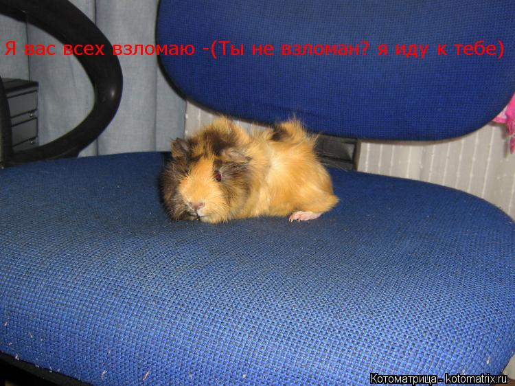 Я вас всех взломаю -(Ты не взломан? я иду к тебе)... Котоматрица: Я вас всех взломаю -(Ты не взломан? я иду к тебе)