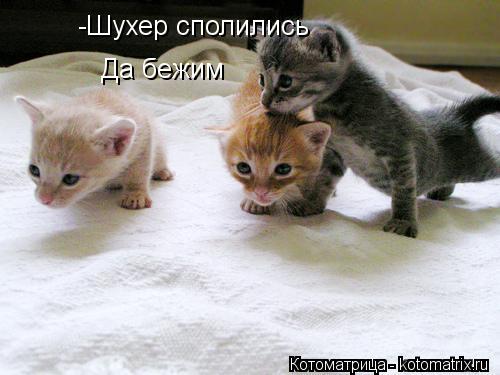 Котоматрица: -Шухер сполились Да бежим