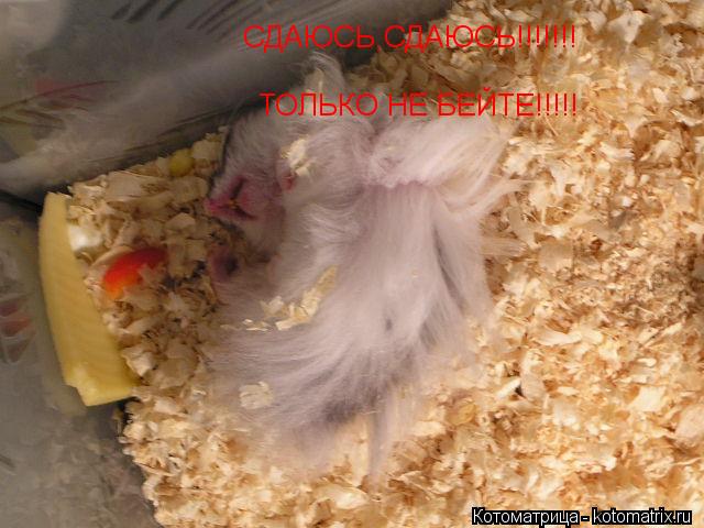 СДАЮСЬ,СДАЮСЬ!!!!!!! ТОЛЬКО НЕ БЕЙТЕ!!!!!... Котоматрица: СДАЮСЬ,СДАЮСЬ!!!!!!! ТОЛЬКО НЕ БЕЙТЕ!!!!!