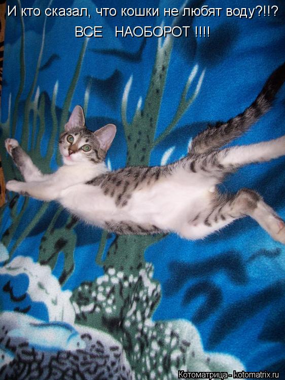 Котоматрица: И кто сказал, что кошки не любят воду?!!? ВСЕ   НАОБОРОТ !!!!