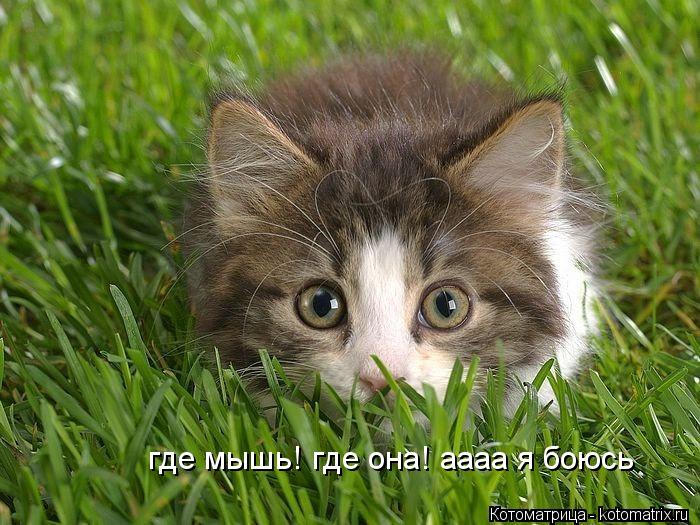 Котоматрица: где мышь! где она! аааа я боюсь