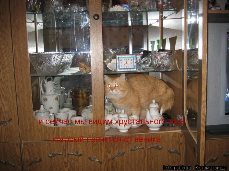 Котоматрица: и сейчас мы видим хрустального кота  который прячится от веника