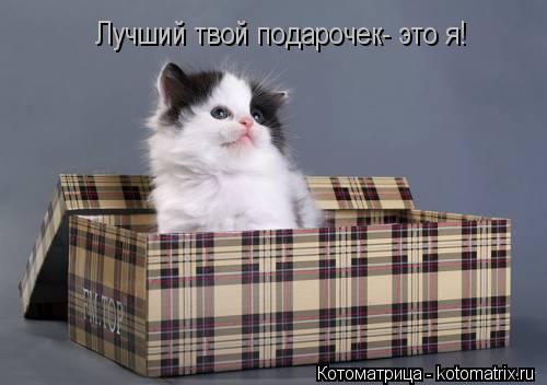 Котоматрица: Лучший твой подарочек- это я!