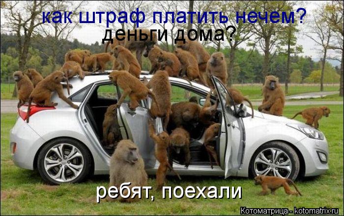 как штраф платить нечем? деньги дома? ребят, поехали... Котоматрица: как штраф платить нечем? деньги дома? ребят, поехали