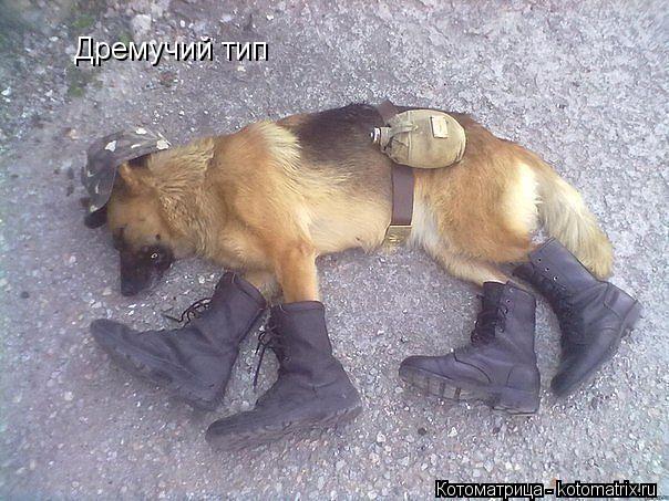 Котоматрица: Дремучий тип