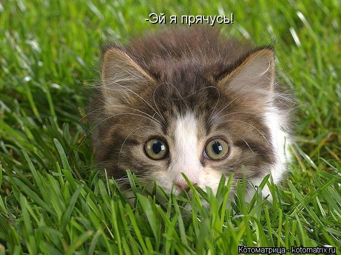 -Эй я прячусь!... Котоматрица: -Эй я прячусь!