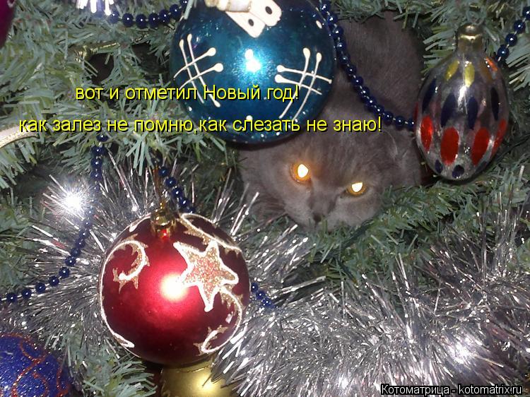 Котоматрица: вот и отметил Новый год! как залез не помню,как слезать не знаю!