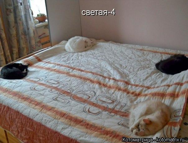 светая-4... Котоматрица: светая-4