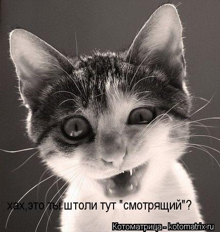 хах,это ты штоли тут "смотрящий"?... Котоматрица: хах,это ты штоли тут "смотрящий"?