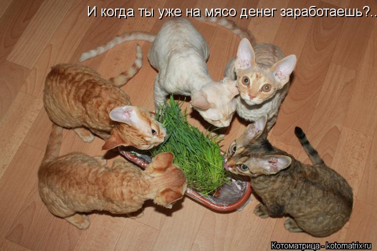 Котоматрица: И когда ты уже на мясо денег заработаешь?..