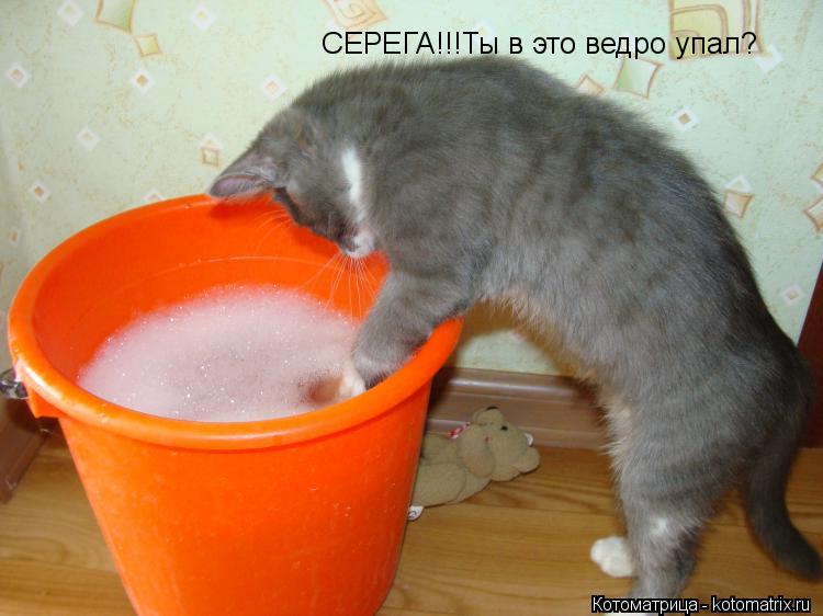 Котоматрица: СЕРЕГА!!!Ты в это ведро упал?