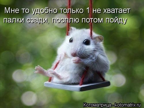 Котоматрица: Мне то удобно только 1 не хватает палки сзади, посплю потом пойду