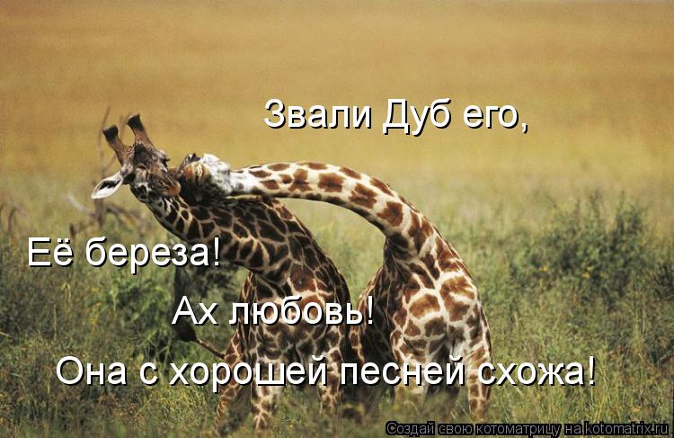 Котоматрица: Звали Дуб его, Её береза! Ах любовь! Она с хорошей песней схожа!