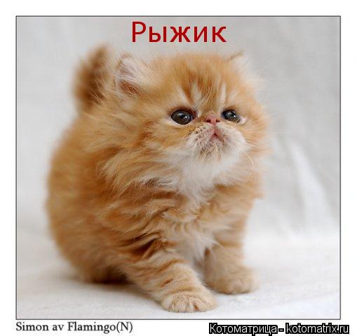 Рыжик... Котоматрица: Рыжик