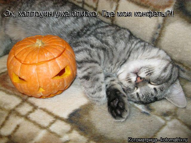 Котоматрица: Эх, хэллоуин уже близко. Где мои конфеты?! Эх, хэллоуин уже близко. Где мои конфеты?!