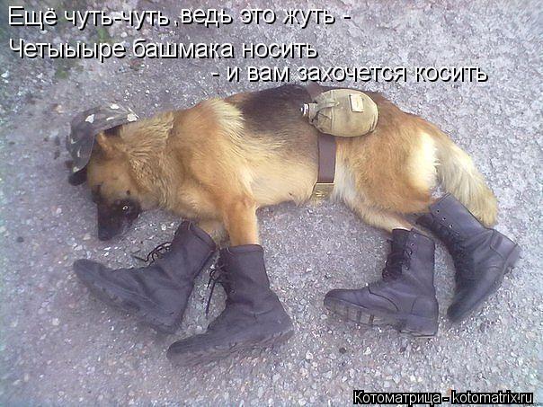 Котоматрица: Ещё чуть-чуть Четыыыре башмака носить - и вам захочется косить ,ведь это жуть -