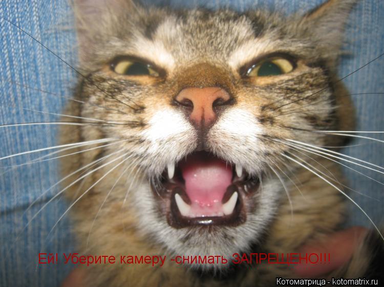 Ей! Уберите камеру -снимать ЗАПРЕЩЕНО!!!... Котоматрица: Ей! Уберите камеру -снимать ЗАПРЕЩЕНО!!!