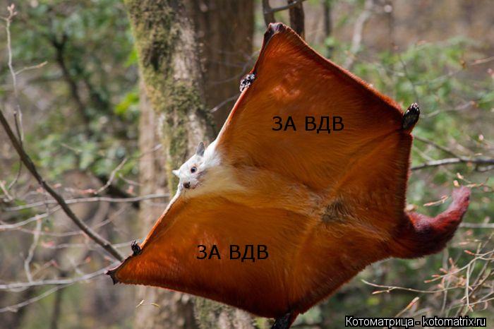 ЗА ВДВ ЗА ВДВ... Котоматрица: ЗА ВДВ ЗА ВДВ