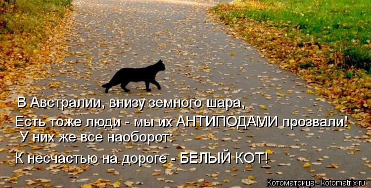 Котоматрица: В Австралии, внизу земного шара, Есть тоже люди - мы их АНТИПОДАМИ прозвали! У них же все наоборот: К несчастью на дороге - БЕЛЫЙ КОТ!