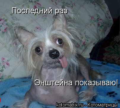 Котоматрица: Последний раз Энштейна показываю!