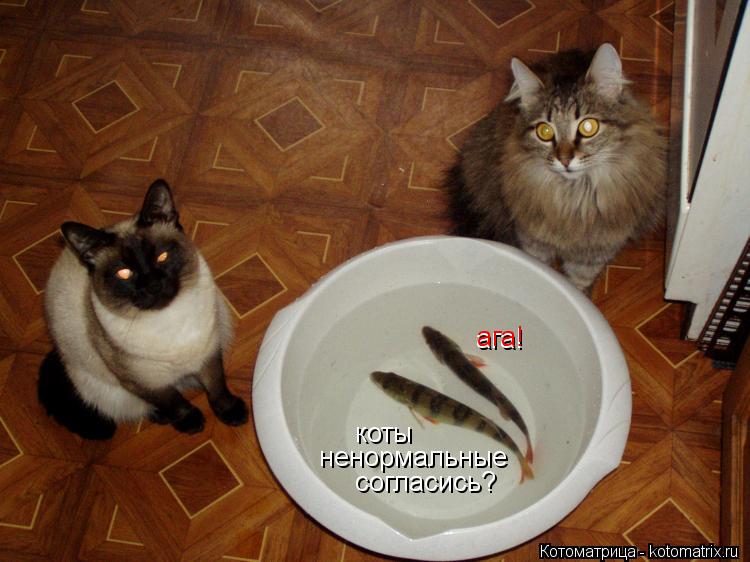 Котоматрица: коты ненормальные согласись? ага! ага!