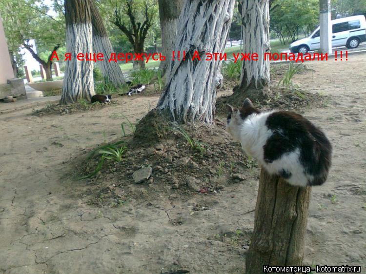 Котоматрица: А я еще держусь !!! А эти уже попадали !!!