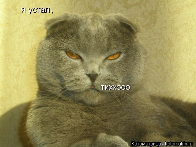 Котоматрица: я устал  , тиххооо