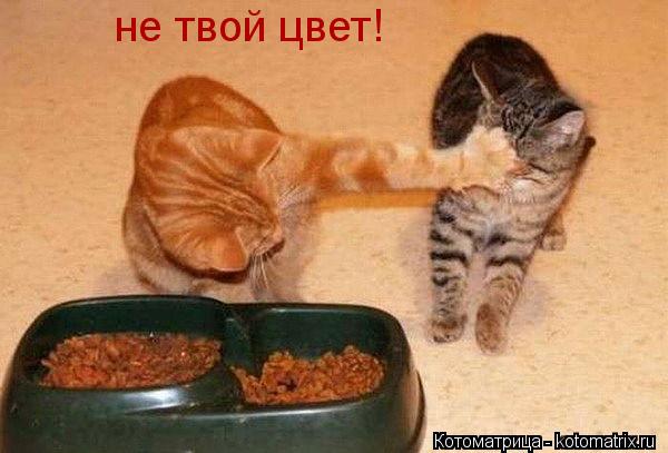 Котоматрица: не твой цвет!