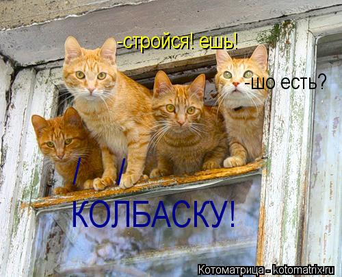 Котоматрица: -стройся! ешь! -шо есть? КОЛБАСКУ! / /