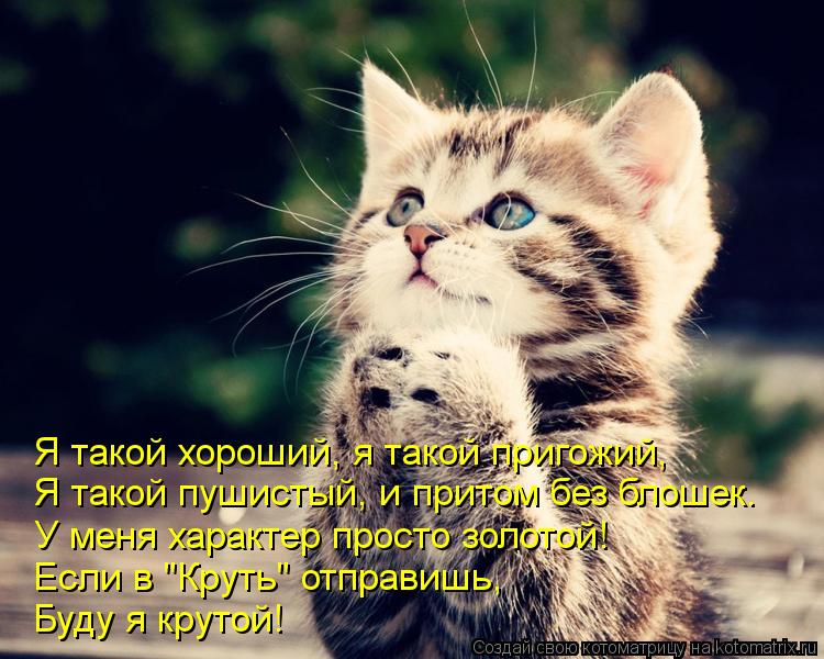 Я такой хороший, я такой пригожий, Я такой пушистый, и притом без блошек. У меня характер просто золо... Котоматрица: Я такой хороший, я такой пригожий, Я такой пушистый, и притом без блошек. У меня характер просто золотой! Если в "Круть" отправишь, Буду я крут