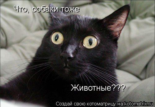 Что, собаки тоже Животные???... Котоматрица: Что, собаки тоже Животные???