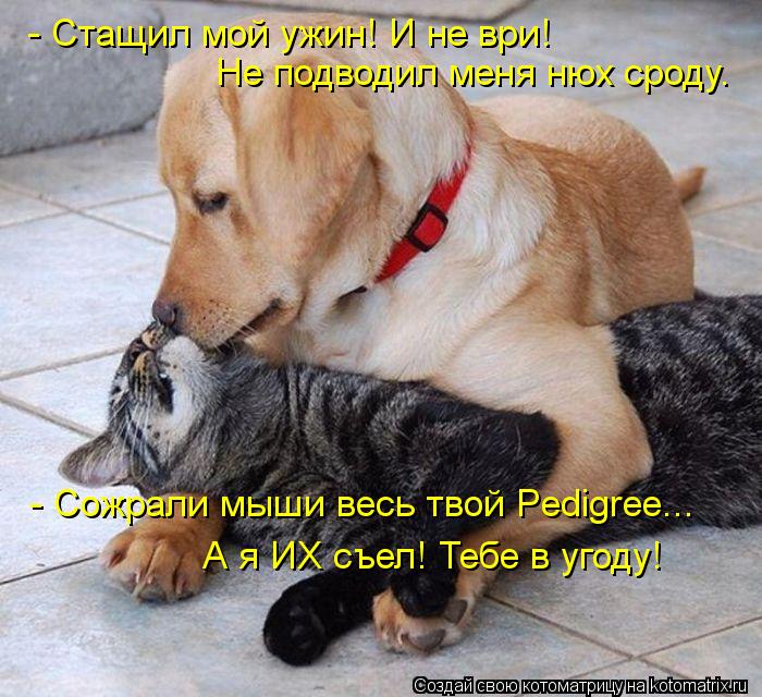 - Стащил мой ужин! И не ври! Не подводил меня нюх сроду. - Сожрали мыши весь твой Pedigree... А я ИХ ... Котоматрица: - Стащил мой ужин! И не ври! Не подводил меня нюх сроду. - Сожрали мыши весь твой Pedigree... А я ИХ съел! Тебе в угоду!