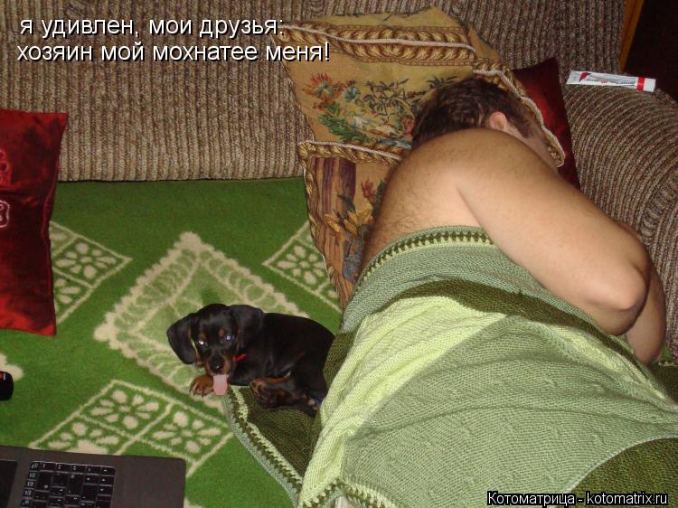 я удивлен, мои друзья: хозяин мой мохнатее меня!... Котоматрица: я удивлен, мои друзья: хозяин мой мохнатее меня!