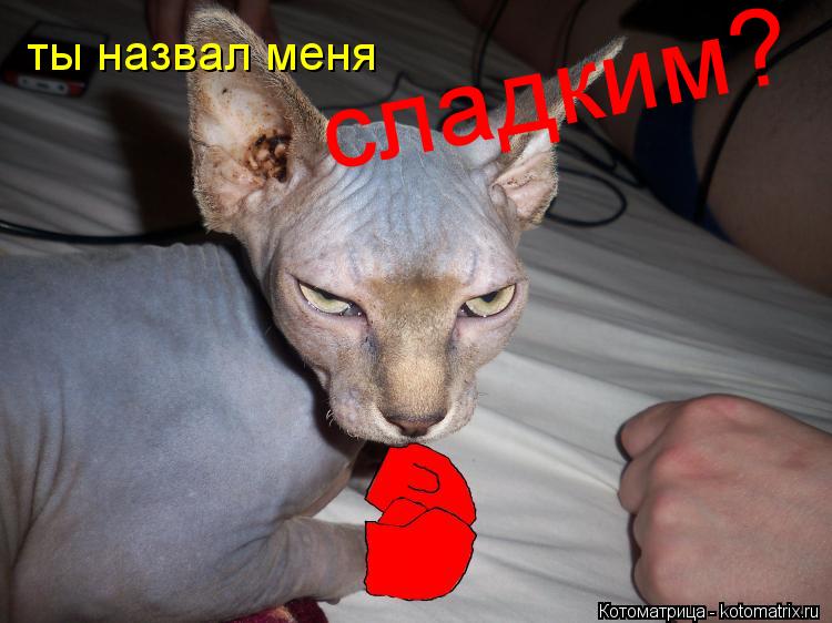 ты назвал меня сладким?... Котоматрица: ты назвал меня сладким?