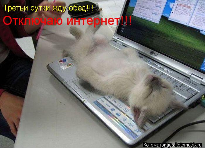 Котоматрица: Третьи сутки жду обед!!!  Отключаю интернет!!!