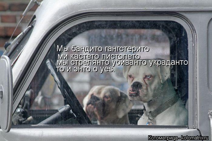 Мы бандито гангстерито ми кастето пистолето мы стрелянто убиванто украданто то и энто.о уеs.... Котоматрица: Мы бандито гангстерито ми кастето пистолето мы стрелянто убиванто украданто то и энто.о уеs.
