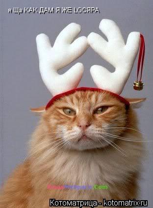 Котоматрица: я Щa KAK ДAM Я ЖE LOCЯPA